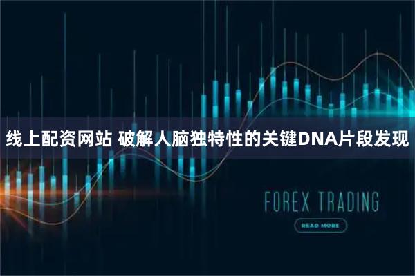 线上配资网站 破解人脑独特性的关键DNA片段发现