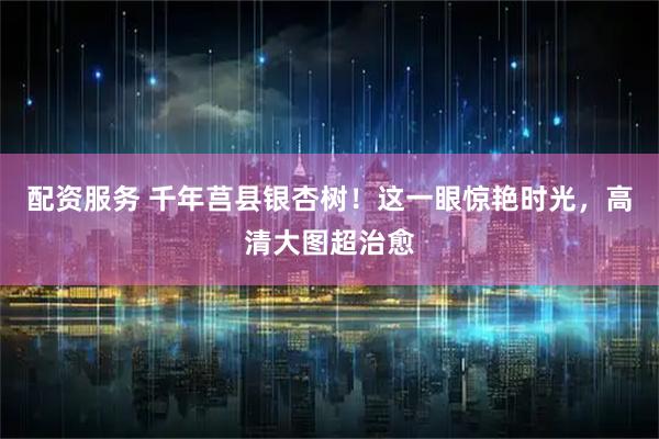 配资服务 千年莒县银杏树!这一眼惊艳时光,高清大图超治愈